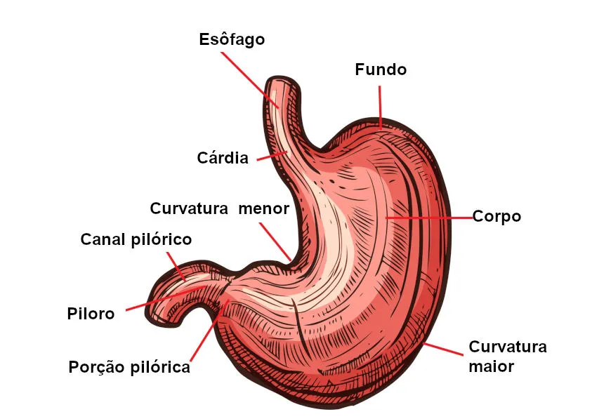 Ilustração detalhada do estômago humano, destacando suas partes e funções no processo digestivo.