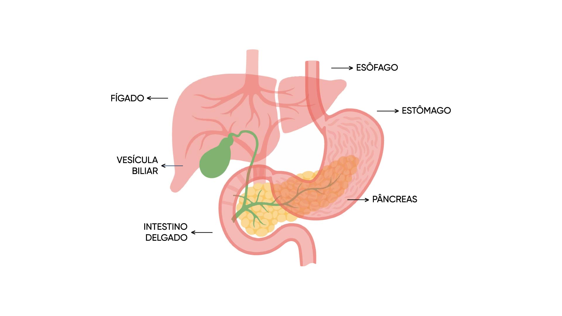 Fígado e Vesícula Biliar: Funções, Doenças e Cuidados Essenciais